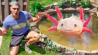 I FOUND AN AXOLOTL IN My Pond [upl. by Akienom]