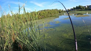 Summer Bass Fishing  Testing out a Snag Proof Frog [upl. by Viens]