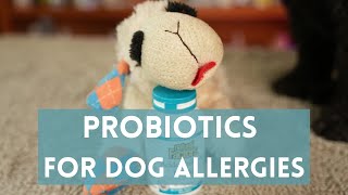 Probiotics to Stop Itching in Dog Allergies [upl. by Skurnik]