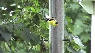 New Jersey State Bird  Eastern Goldfinch [upl. by Weed]