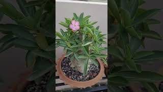 Arabicum first flower this season😊 Adenium flowers shorts trending bonsai succulents viral [upl. by Gwennie181]