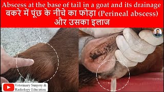 Abscess in perineal region below the base of tail in a goat and its drainageबकरे में अजीब जगह फोड़ा [upl. by Resee904]