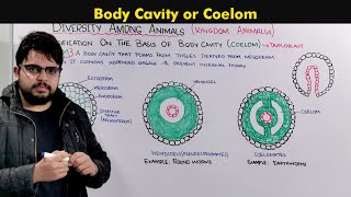 Understanding the Body Cavity Coelom In animals [upl. by Mercy639]