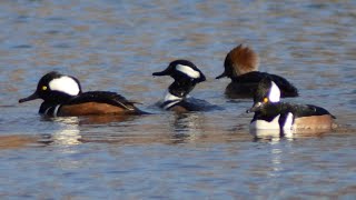 Hooded merganser ducks diving getting food amp flying [upl. by Aneeb]