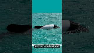 My First Commersons Dolphins [upl. by Ahsemik]