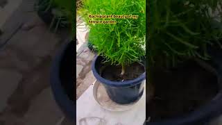 kochia plant grow in terrace gardenvery beautiful plants sequence Mai lagae☘️🌵 [upl. by Riba]