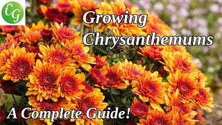 Chrysanthemum Gardening Guide Care Propagation and Expert Growing Tips [upl. by Moskow712]