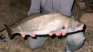 Fishing in Brisbane City with fresh bait  land based sessions that catch decent fish [upl. by Ros]