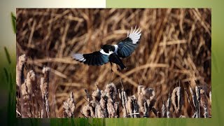 Blackbilled Magpie feeding on top of reedbirds birdwatching nature canada [upl. by Lavinia]