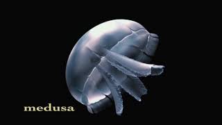 Cnidarian Animation  Polyp and Medusa [upl. by Ahseniuq]