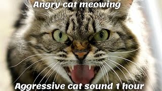 Angry cat meowing  Aggressive cat sound 1 hour [upl. by Sel]