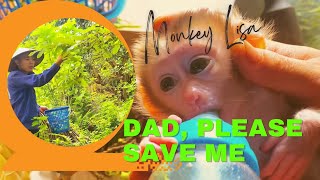 Baby Monkeys Tummy Ache Dads Brave Quest for Medicine in the Forest [upl. by Dianne]