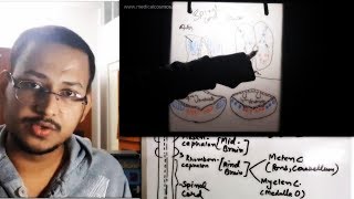 Neural tube Concept  Arrangement of Nuclei in Brainstem amp Spinal cord [upl. by Aneerhs]