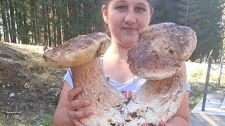 Funghi porcini Boletus edulis mushroom from the Carpathian mountains 2024 [upl. by Ecirp]