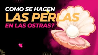 ¿Cómo se hacen las perlas en las ostras🦪Descúbrelo👌 [upl. by Haroppiz]