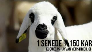 1 SENEDE \u00150 KAR NASIL YAPILIRKÜÇÜKBAŞ HAYVAN YETİŞTİRİCİLİĞİ [upl. by Ayram]