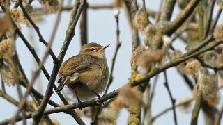 Chiffchaff Singing  Sounds of Spring [upl. by Ennaeed]