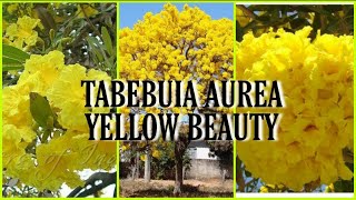 The Yellow Beauty  Tabebuia Aurea best flowering Tree [upl. by Divadnhoj417]