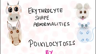 Poikilocytosis  veterinary haematology [upl. by Brandtr]