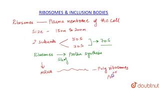 RIBOSOMES AND INCLUSION BODIES [upl. by Evelc788]