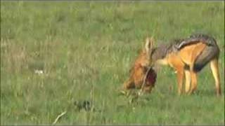 Kenya 08 Black Backed Jackal and Thomsons Gazelle [upl. by Paver]