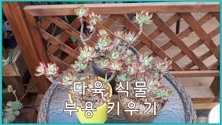 다육 식물 부용 키우기 Echeveria harmsii [upl. by Leaw]