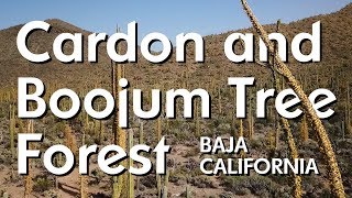 Cardon and Boojum Tree Forest  Valle de los Cirios Baja Mexico [upl. by Hayden]