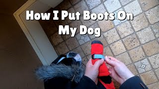 How I Put Boots On My Dog [upl. by Gunning]