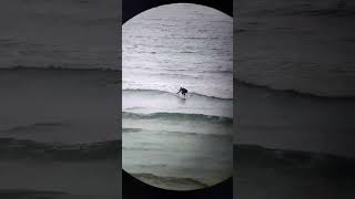 Fun on a Finless Longboard Tiny wave finless surfboard [upl. by Marcoux]