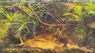 Asian river biotope is progressing nicely [upl. by Tricia]