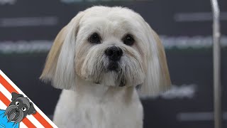 Lhasa apso  Full dog grooming [upl. by Zack]