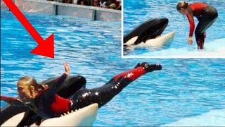 Caught on camera  Whale kills Seaworld trainer [upl. by Maillil319]