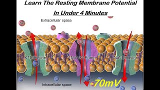 Learn The Resting Membrane Potential in Under Four Minutes [upl. by Crifasi803]