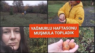 YAĞMURLU HAFTASONU  MUŞMULA TOPLADIK  KÖYDEYİZ  HAFTASONU VLOG [upl. by Sral]