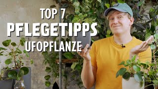 Diese 7 BESTEN Pflegetipps für deine Ufopflanze MUSST du kennen Pilea peperomioides Glückstaler [upl. by Rese763]