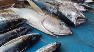 Live 09 August 24‼️🔥Cutting fresh yellowfin tuna by skilled hands at Sorong market West Papua [upl. by Hance699]