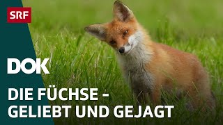 Alles für die Füchse – Ein Wildtier geliebt und gejagt  DOK  SRF Wissen [upl. by Drews]