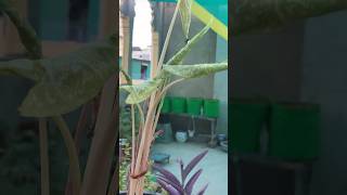 Repotting Caladium 🪴🌸 nature garden youtubeshorts youtube viral shorts shortsfeed [upl. by Ztirf]