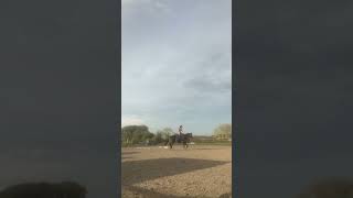 Some schooling tonight on my new jumping saddle ❤️❤️❤️ horse equestrian pony [upl. by Sethi947]