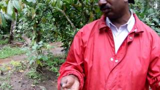 Cocoa plant upclose on a spice plantation in Kerala India [upl. by Ennylcaj]