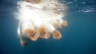 GoPro Polar Bears  The Quest for Sea Ice [upl. by Alahcim901]