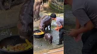 Baby Hippo quotMoo Dengquot [upl. by Marra]