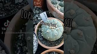 Ive rearranged about 20 of my greenhouse and here it is Trichocereus Astrophytum Gymnocalycium [upl. by Mailliwnhoj675]