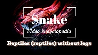 Snake  Reptiles reptiles without legs Video Encyclopedia [upl. by Bernadette]