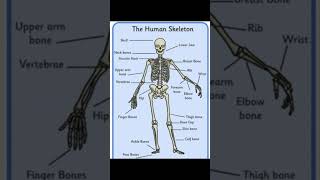 Human Skeleton system skeleton system of human body Names of Bones [upl. by Aikkan]