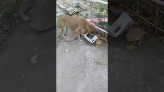 Pregnant brown stray dog drinking water  Autumn  Mountain Village  Nature Buddies viralvideo uk [upl. by Rawdon]