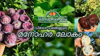 വിദേശ പഴങ്ങളുടെ മനോഹര ലോകം  Veliyath gardens  Exotic fruit plant  Aluva [upl. by Iggem]