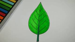 HOW TO DRAW LEAF AND COLOR l DRAWING AND COLORING [upl. by Ahsiuqel]