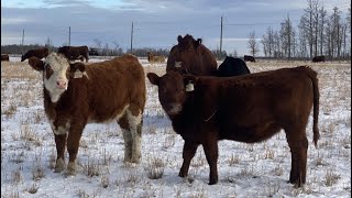 Don amp Mike Petersen  580 November Heifer Calves  75 Head Sundre AB [upl. by Essyle992]