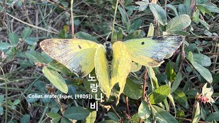 행운의 상징 노랑나비 Colias erate モンキチョウ Eastern Pale Clouded Yellow 유등천 대전 Yudeungcheon Stream Daejeon [upl. by Ahsinrats]